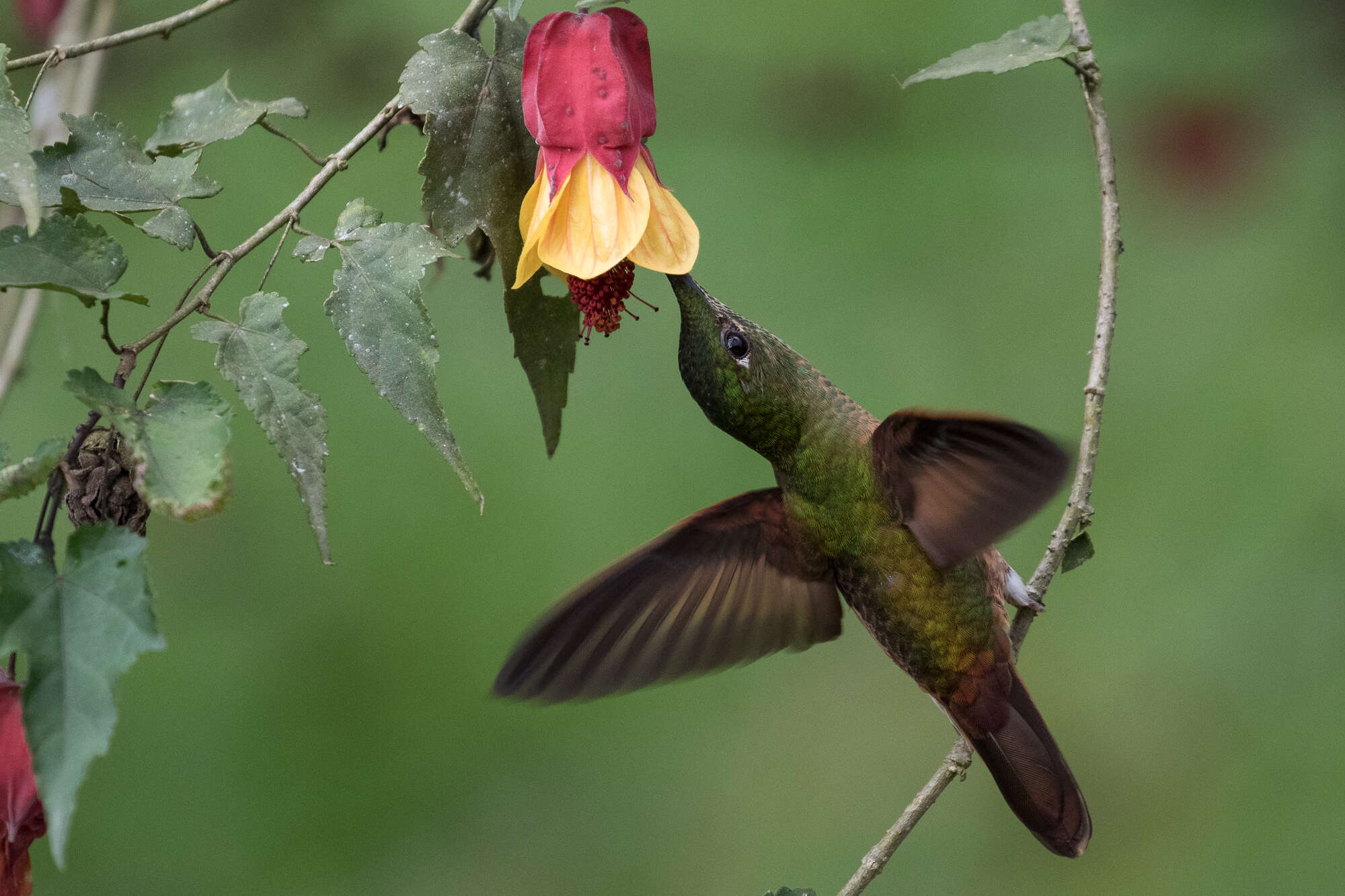 Image of Fawn-breasted Brilliant