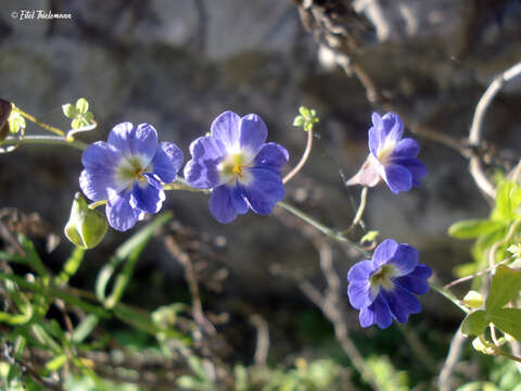 Image of Blue Nasturtium