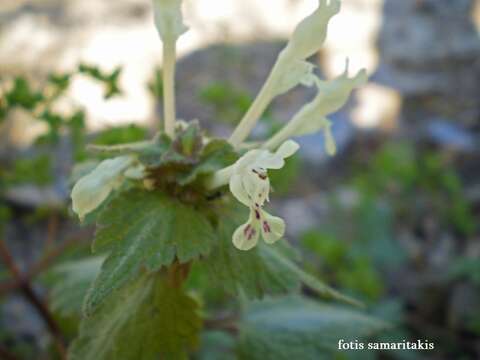 Image of Lamium bifidum subsp. bifidum