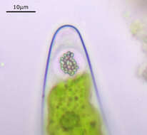 Image of Closterium moniliferum