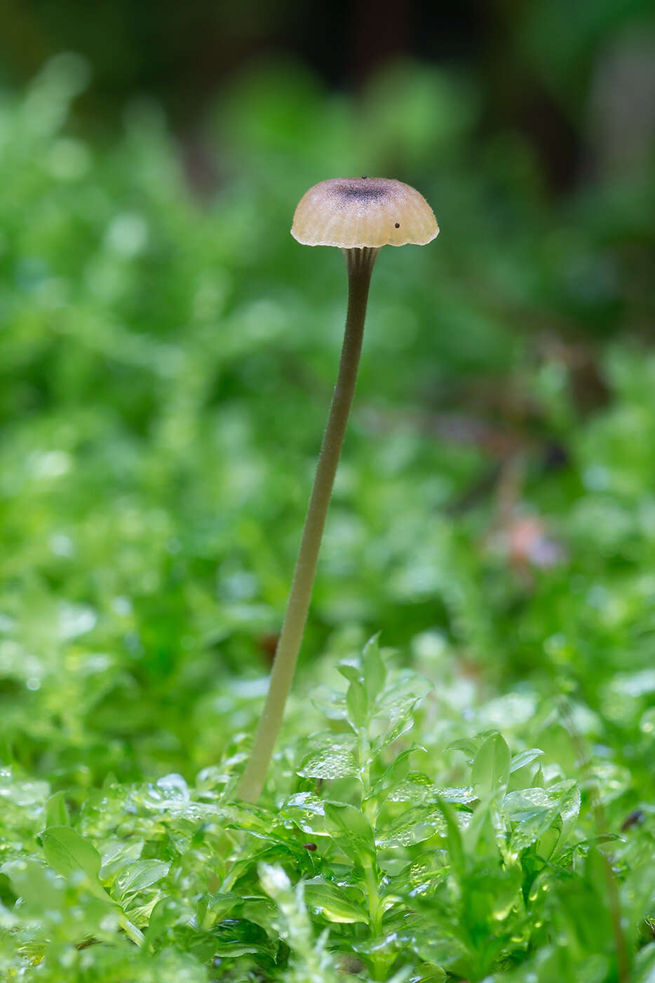 Image of Rickenella swartzii (Fr.) Kuyper 1984