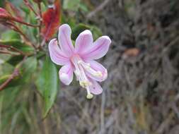 Image of Bejaria aestuans L.