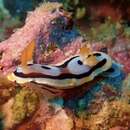 Sivun Chromodoris michaeli Gosliner & Behrens 1998 kuva