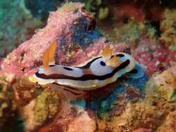 Image of Chromodoris michaeli Gosliner & Behrens 1998