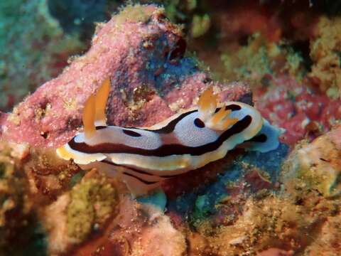 Image of Chromodoris michaeli Gosliner & Behrens 1998