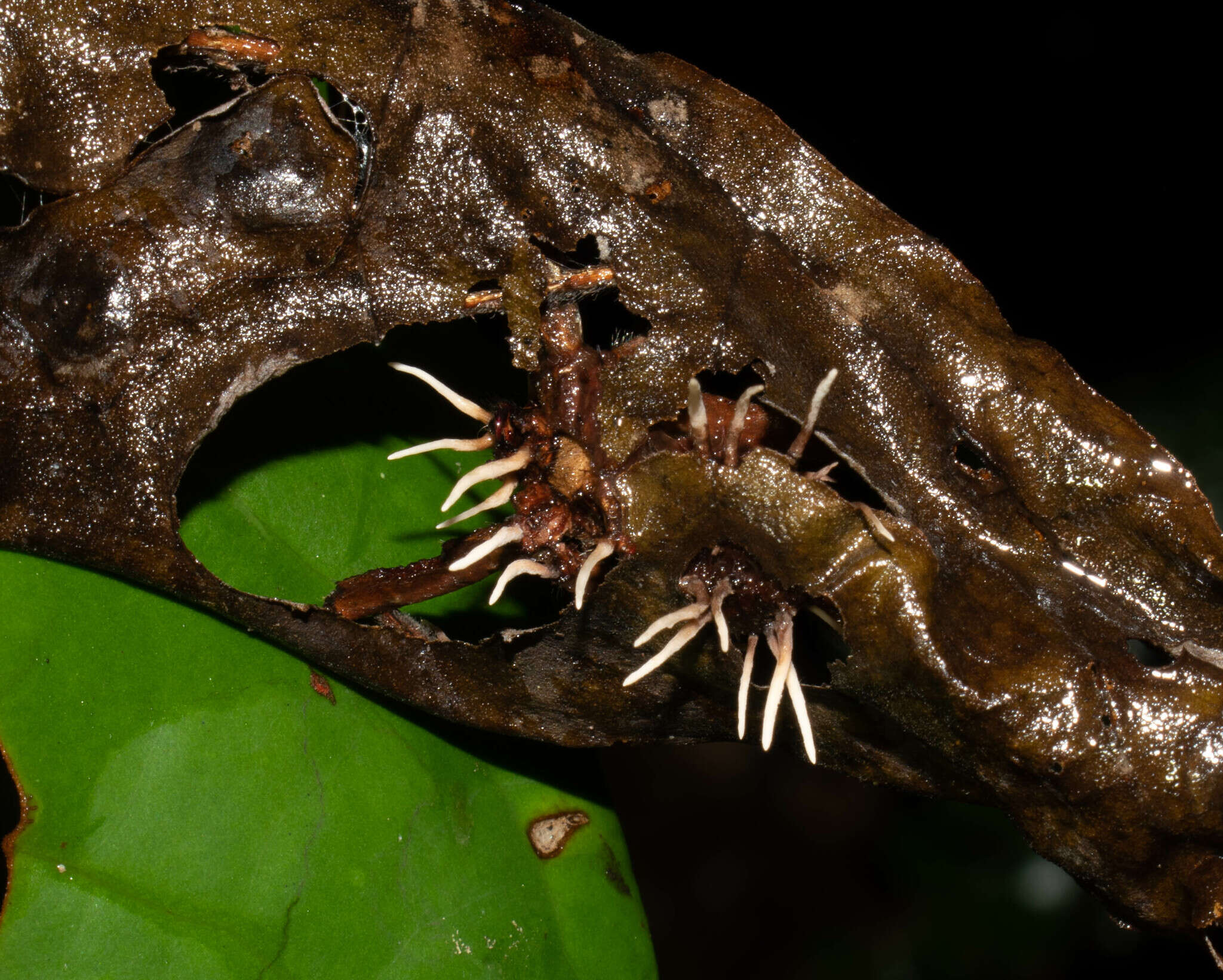 Image of Ophiocordyceps engleriana (Henn.) G. H. Sung, J. M. Sung, Hywel-Jones & Spatafora 2007