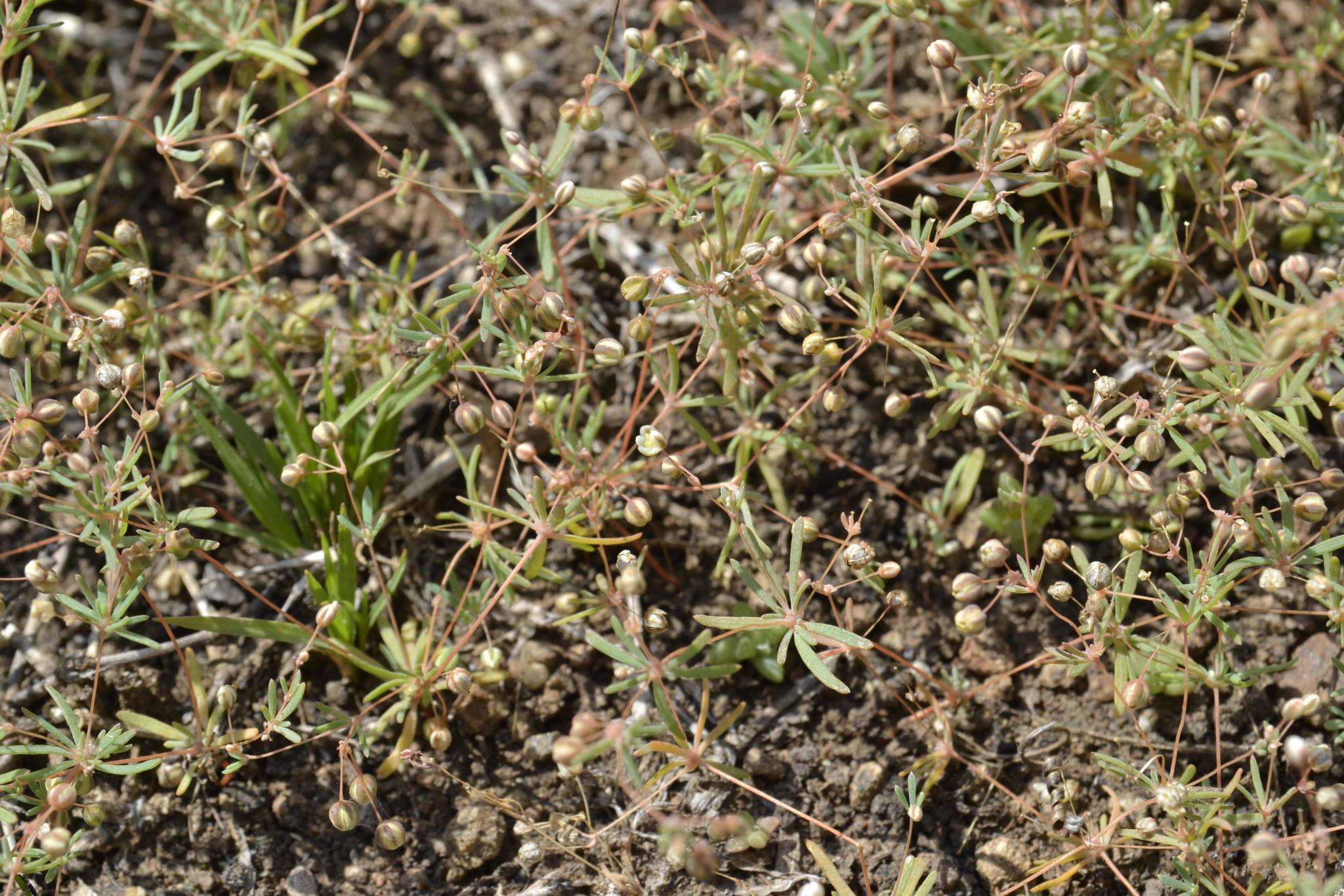 Image of Thread-Stem Carpetweed