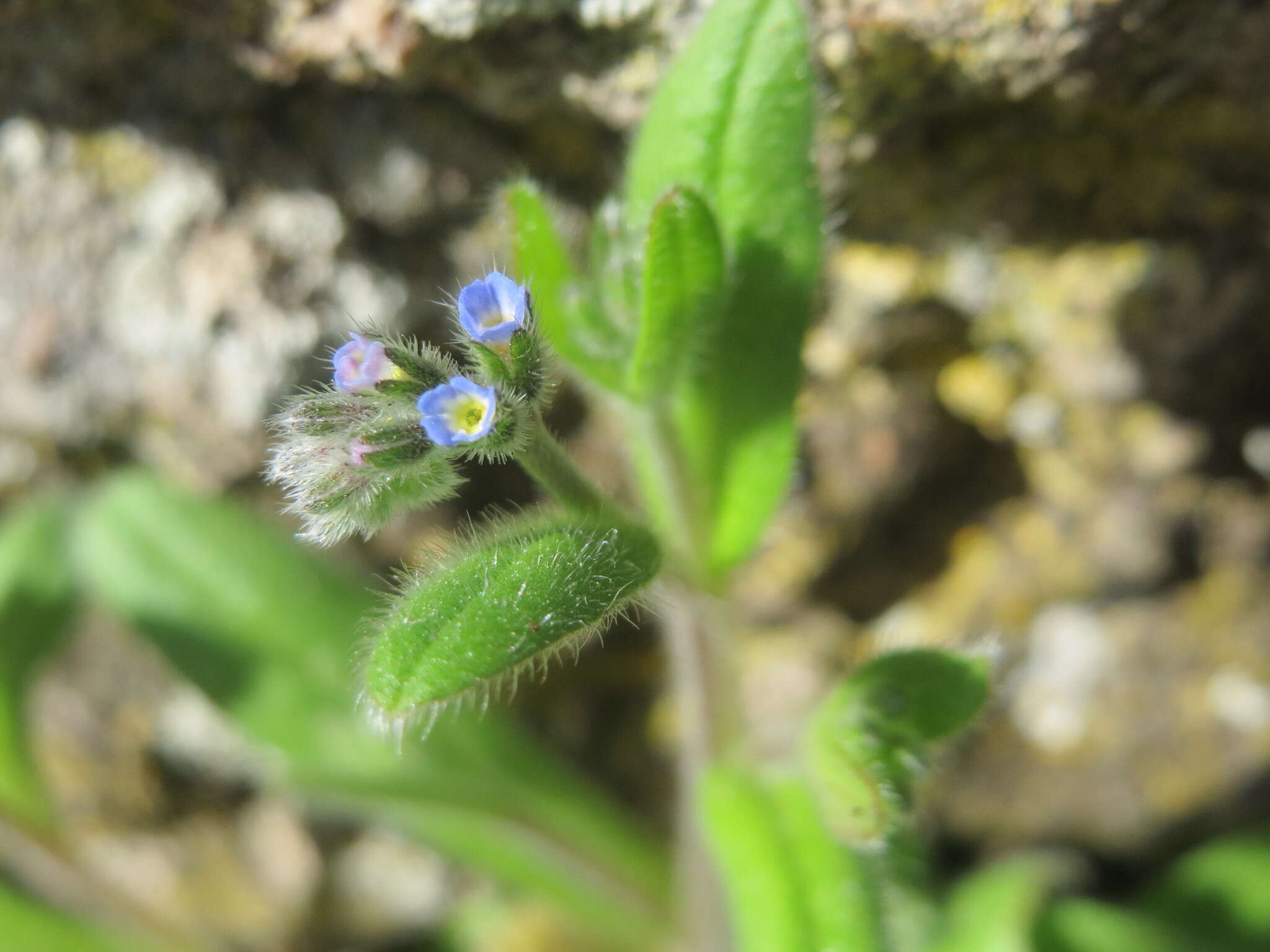 Слика од Myosotis arvensis (L.) Hill