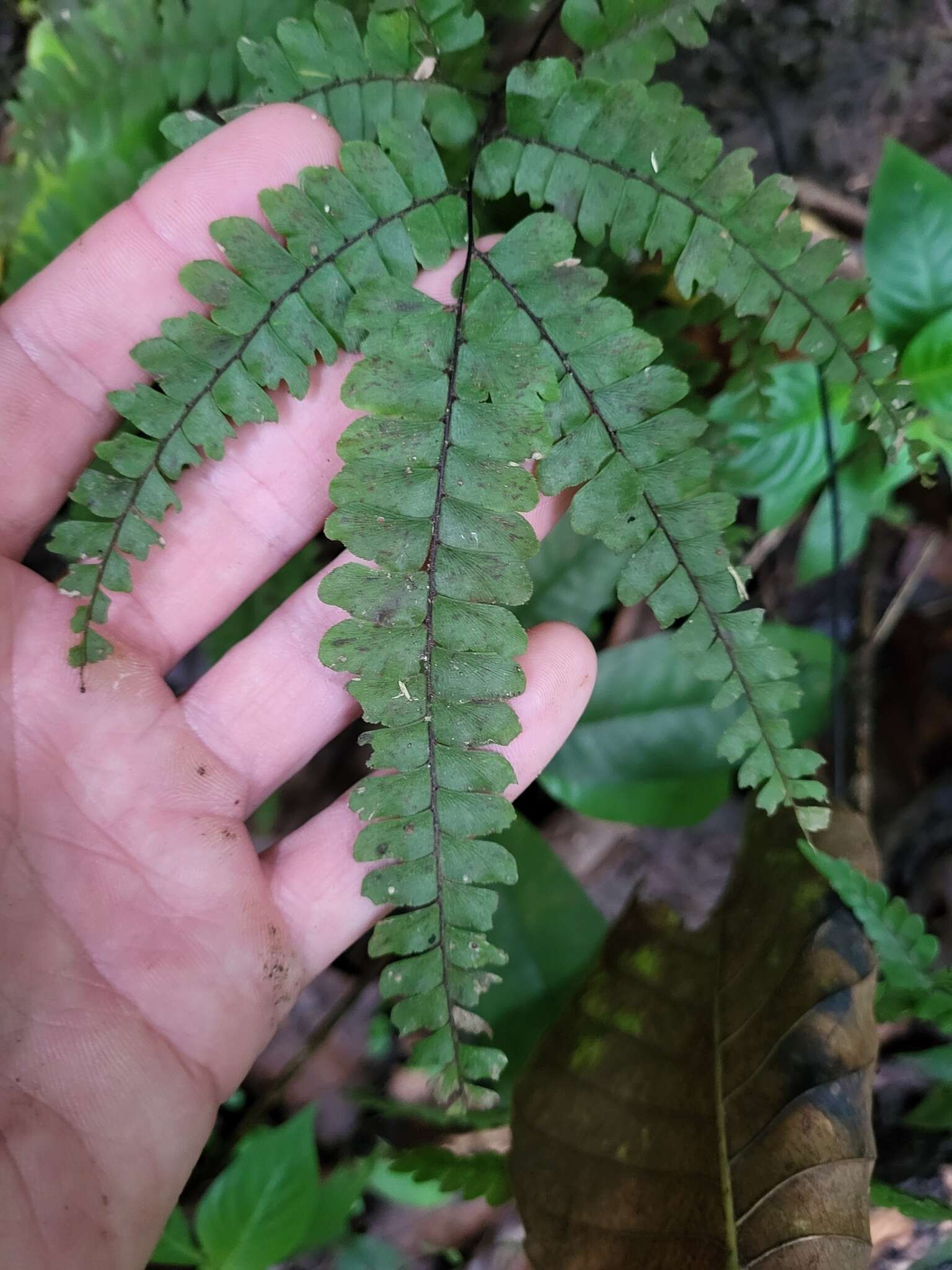 Adiantum pyramidale (L.) Willd.的圖片