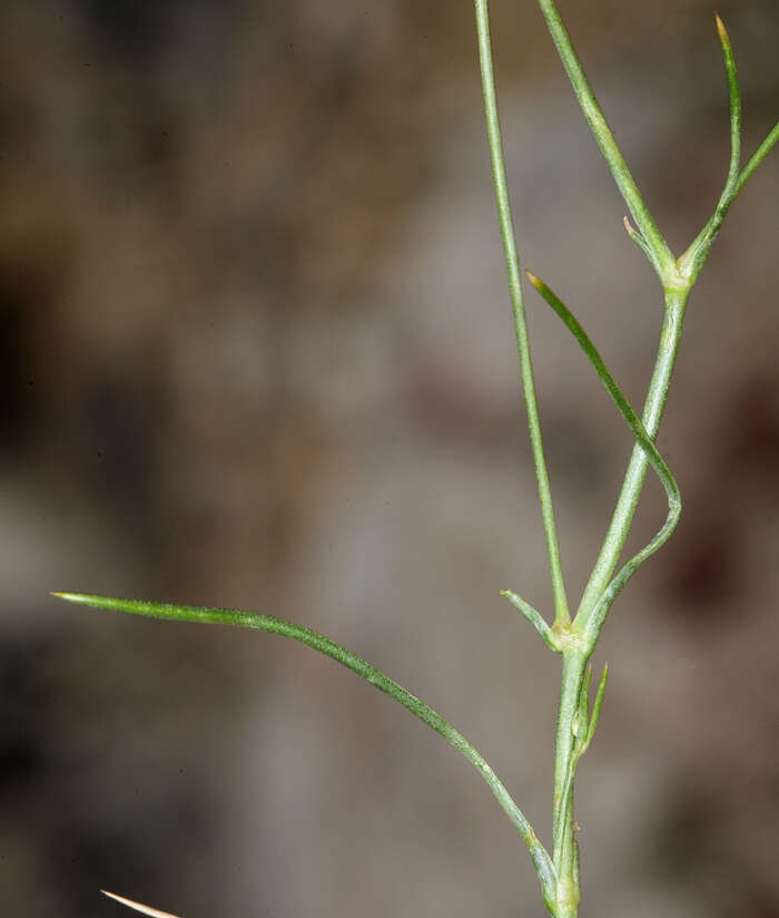 Image of Ferris' sandwort