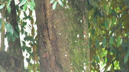 Image of Copaifera aromatica Dwyer