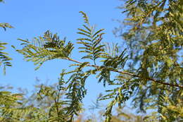 Image of Common hook-thorn Acacia