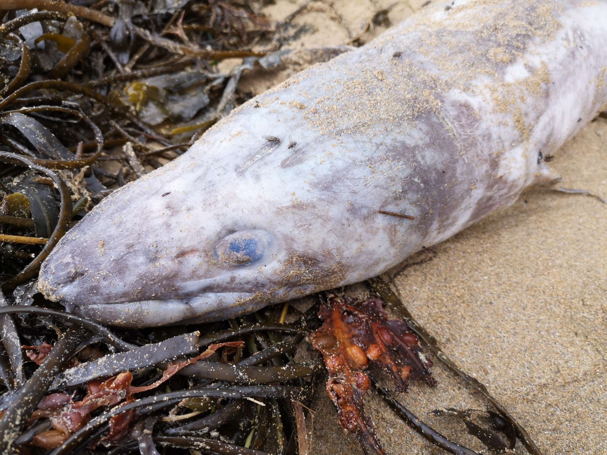 Image of Conger Eel