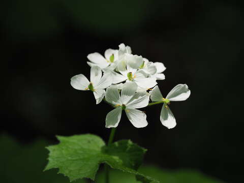 Image of Diphylleia grayi F. Schmidt