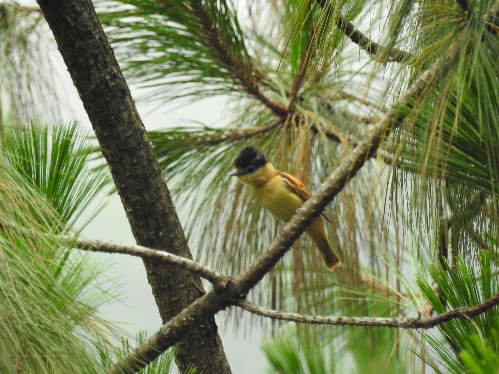 Image of Gray-collared Becard