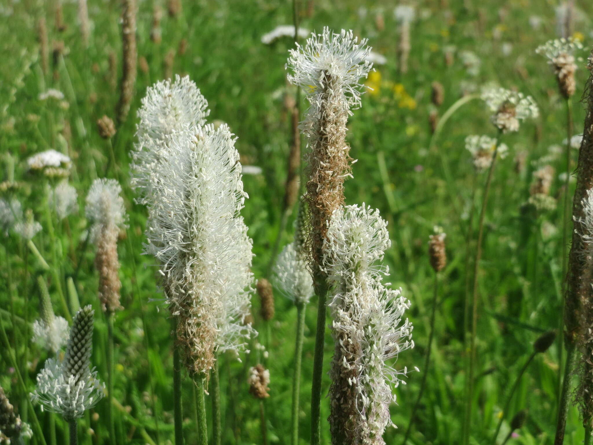 Image de Plantain bâtard