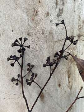 Image of Eucalyptus racemosa Cav.