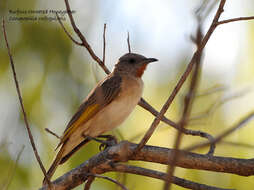 Imagem de Conopophila rufogularis (Gould 1843)