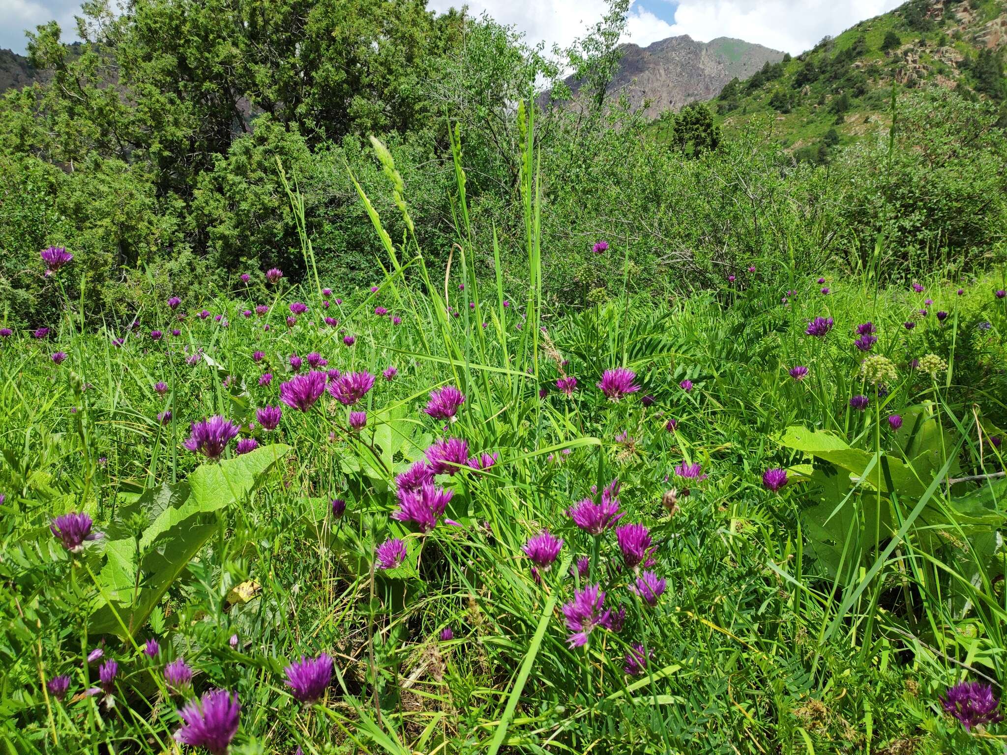 Image of Allium barsczewskii Lipsky