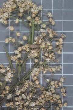 Image of Baccharis sulcata DC.