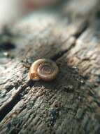 Anisus leucostoma (Millet 1813) resmi