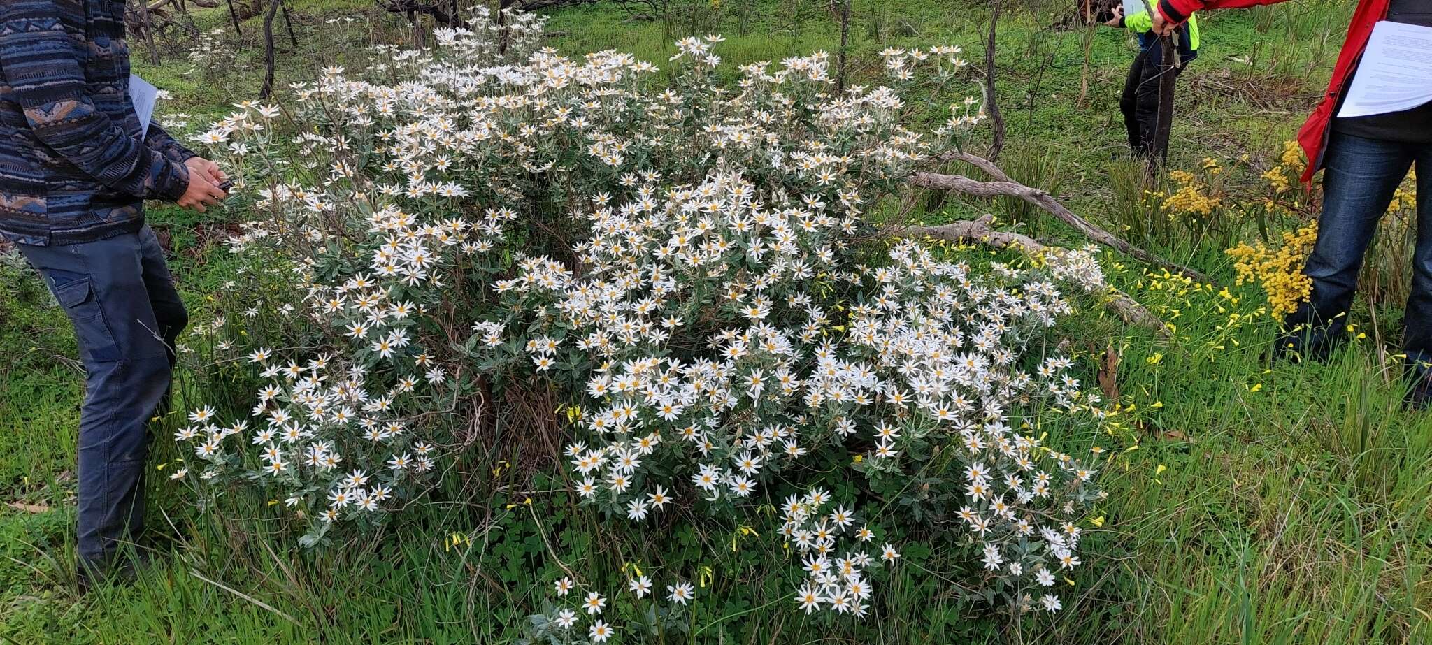 Olearia pannosa Hook. resmi