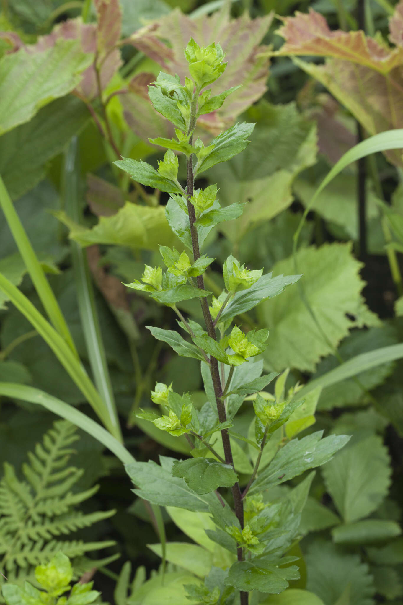 Image of Artemisia keiskeana Miq.