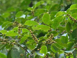 Image of Ficus talbotii King