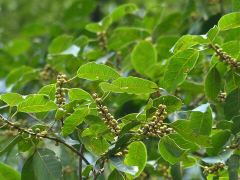 Image of Ficus talbotii King