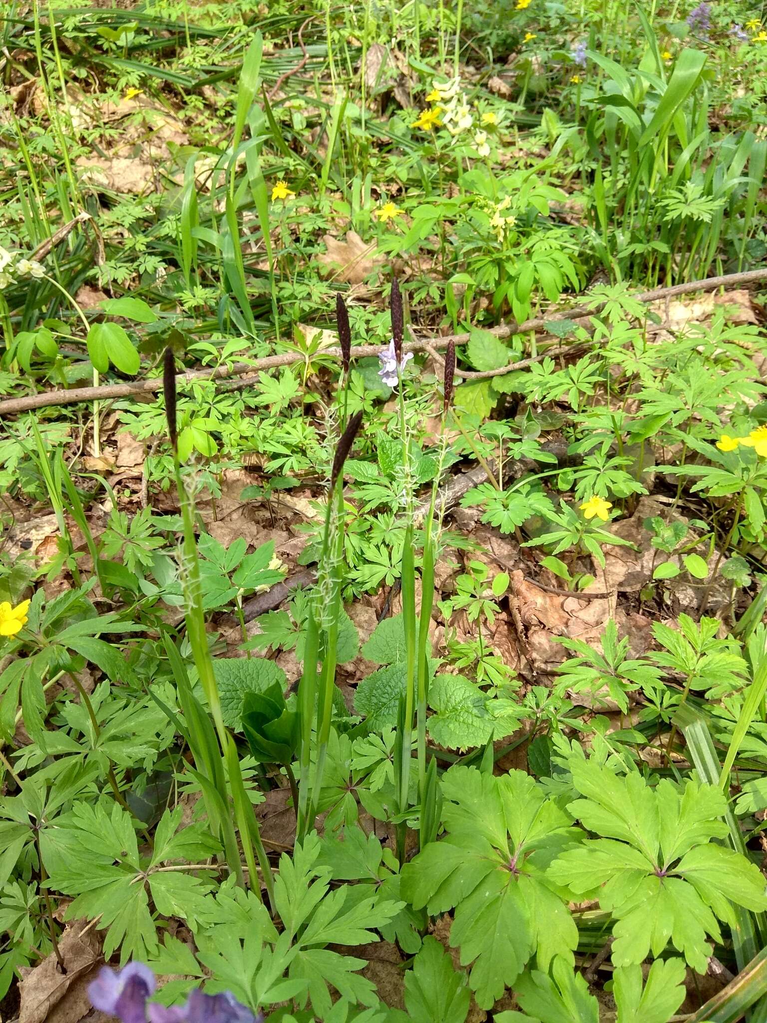 Image of Carex pilosa Scop.