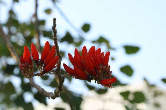 Plancia ëd Erythrina suberosa Roxb.