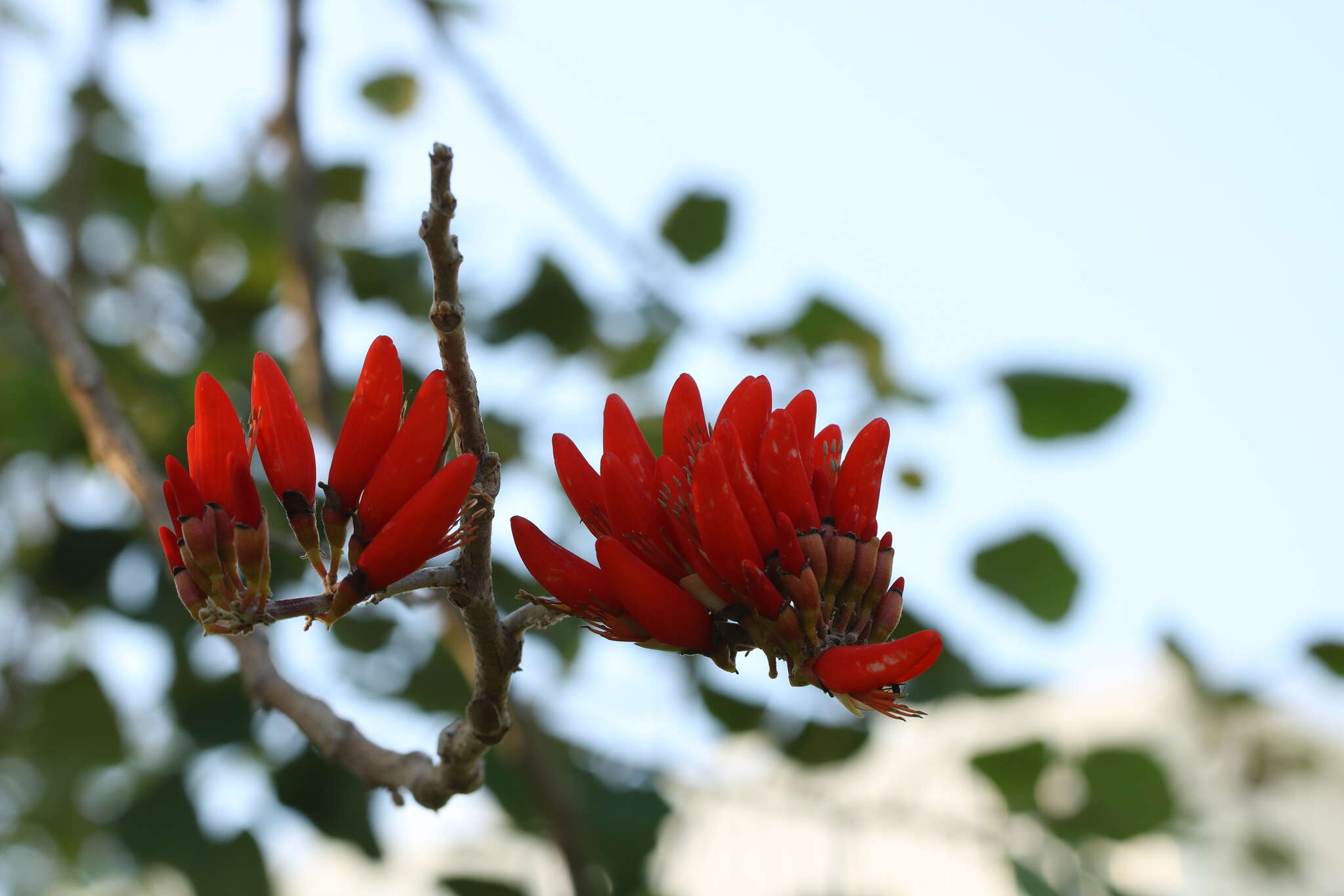 Plancia ëd Erythrina suberosa Roxb.