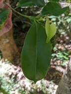 Image of Syzygium papyraceum B. P. M. Hyland