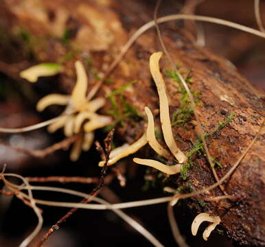 Image de Calocera fusca Lloyd 1925