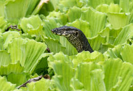 Image of Varanus palawanensis Koch, Gaulke & Böhme 2010