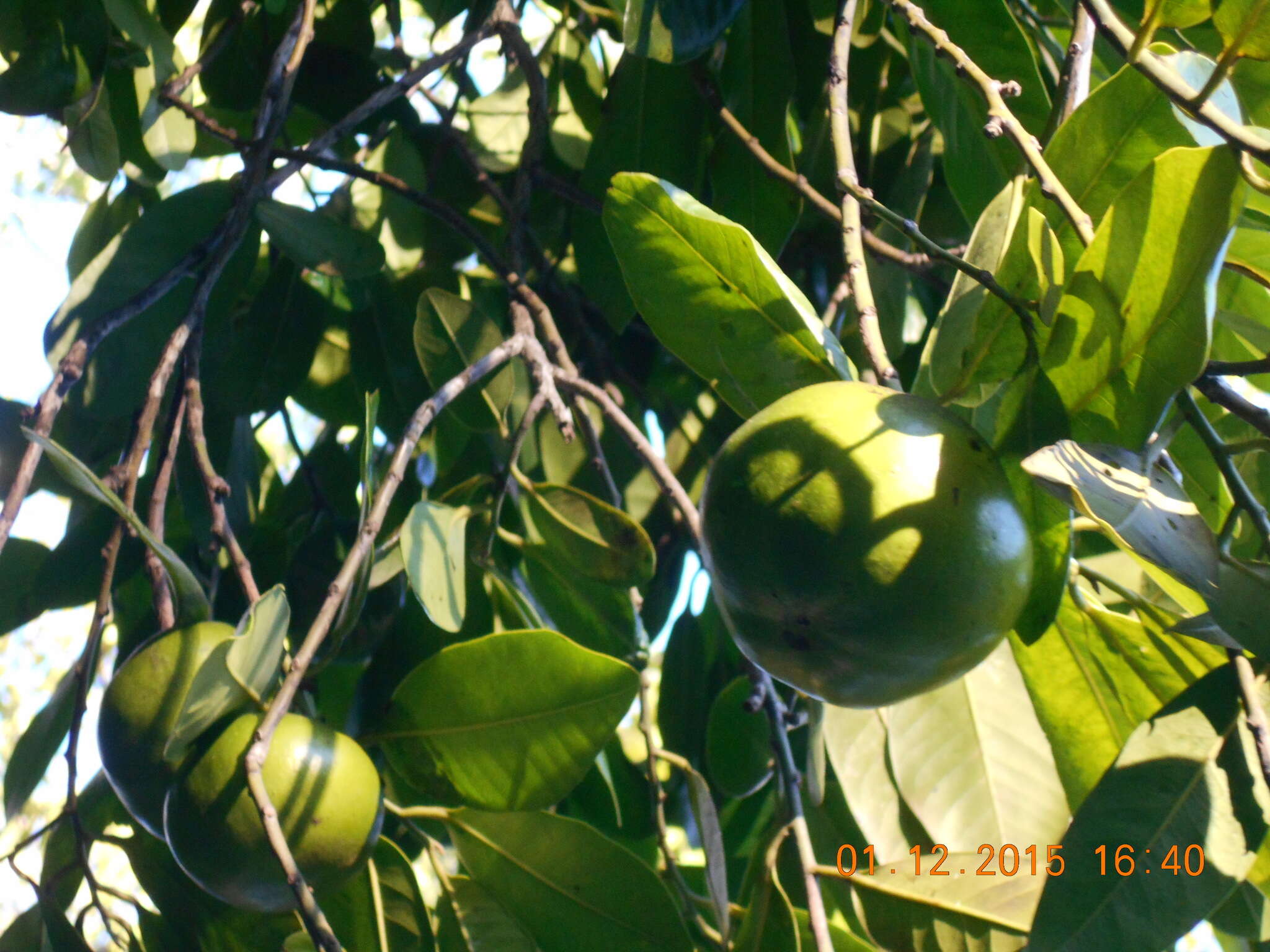 Plancia ëd Diospyros nigra (J. F. Gmel.) Perrier