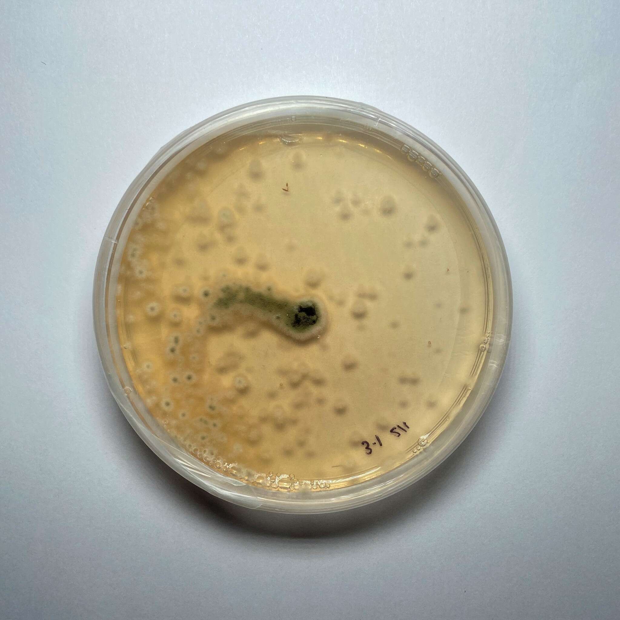 Image of Cladosporium perangustum Bensch, Crous & U. Braun 2010