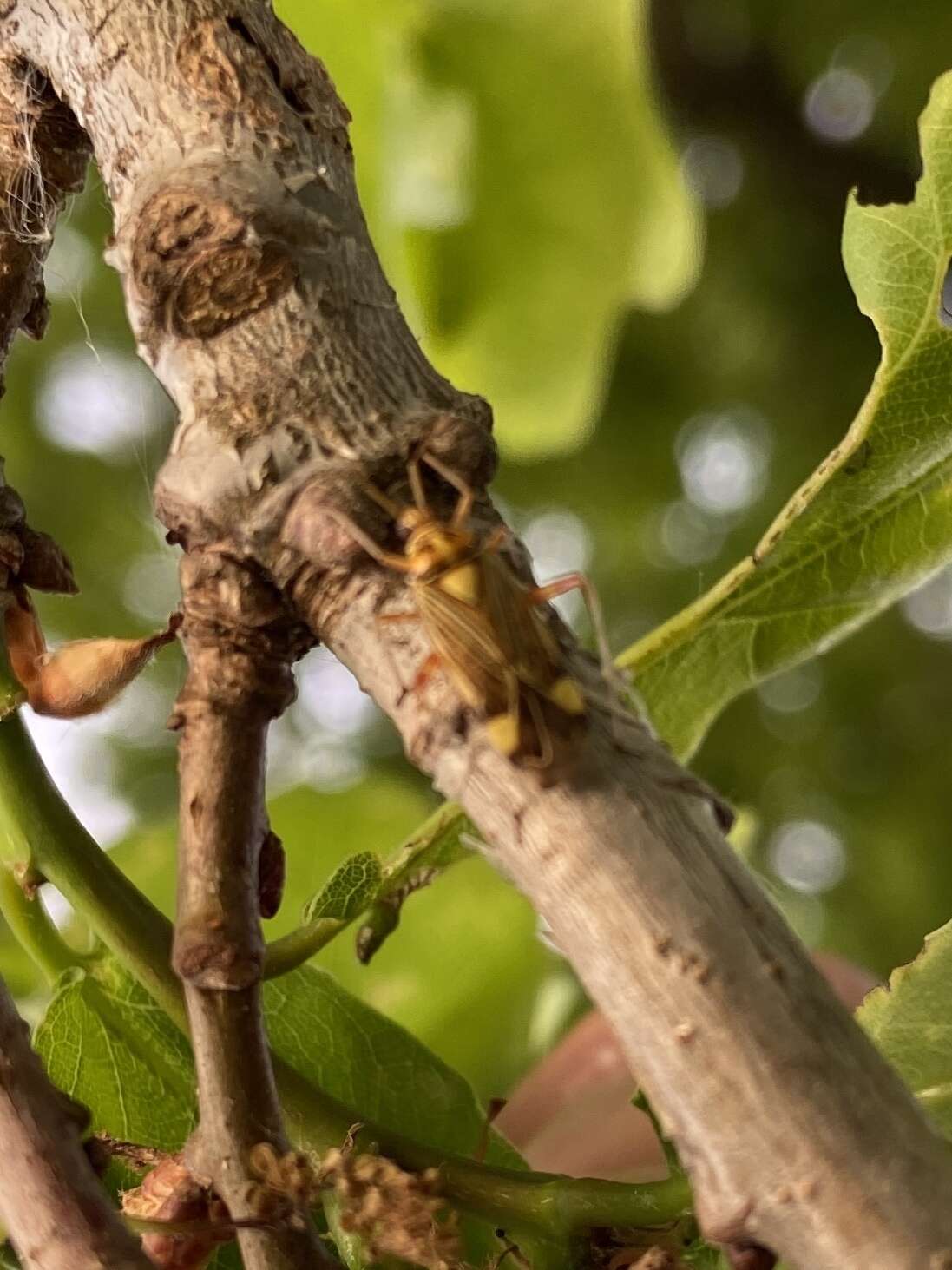 Слика од Rhabdomiris