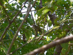 Image of Straw-crowned Bulbul