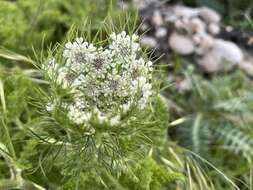 Image of Daucus muricatus (L.) L.