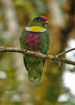 Image of White-bibbed Fruit Dove