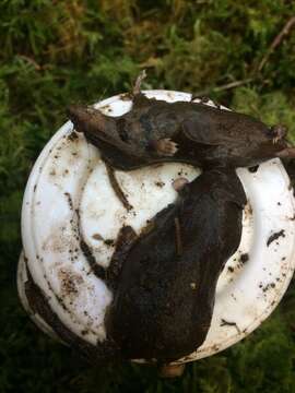 Image of Dusky Shrew