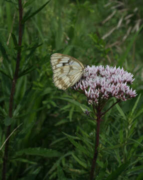 Sivun Eupatorium lindleyanum DC. kuva