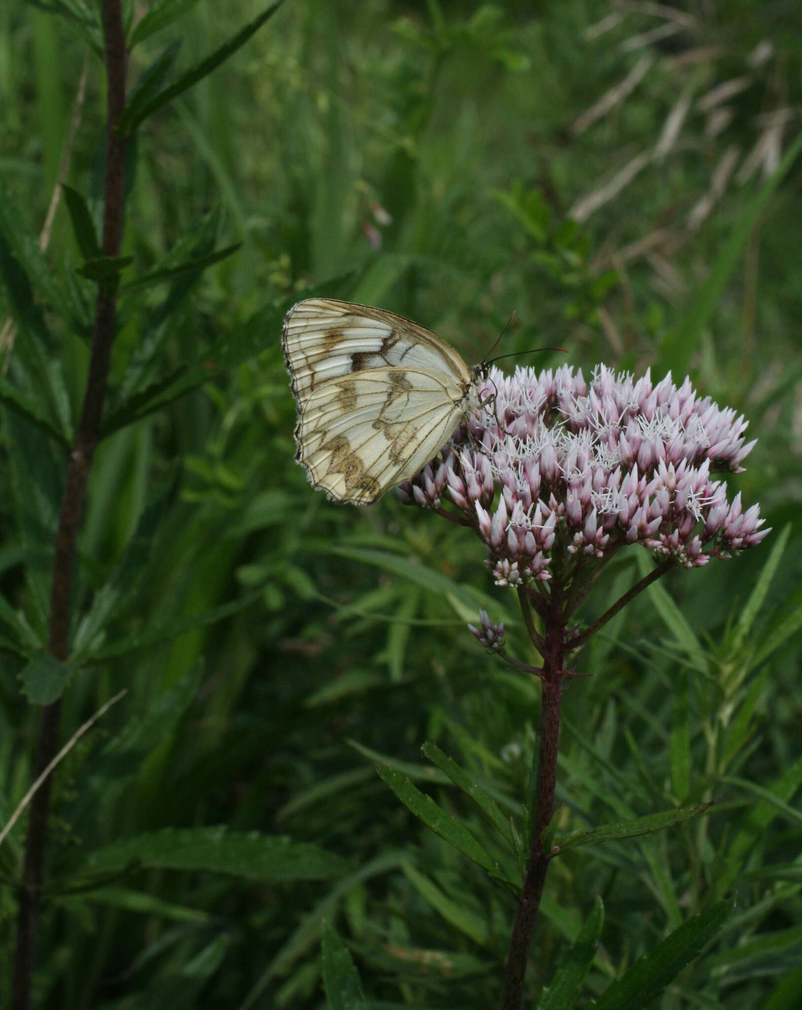 Eupatorium lindleyanum DC. resmi