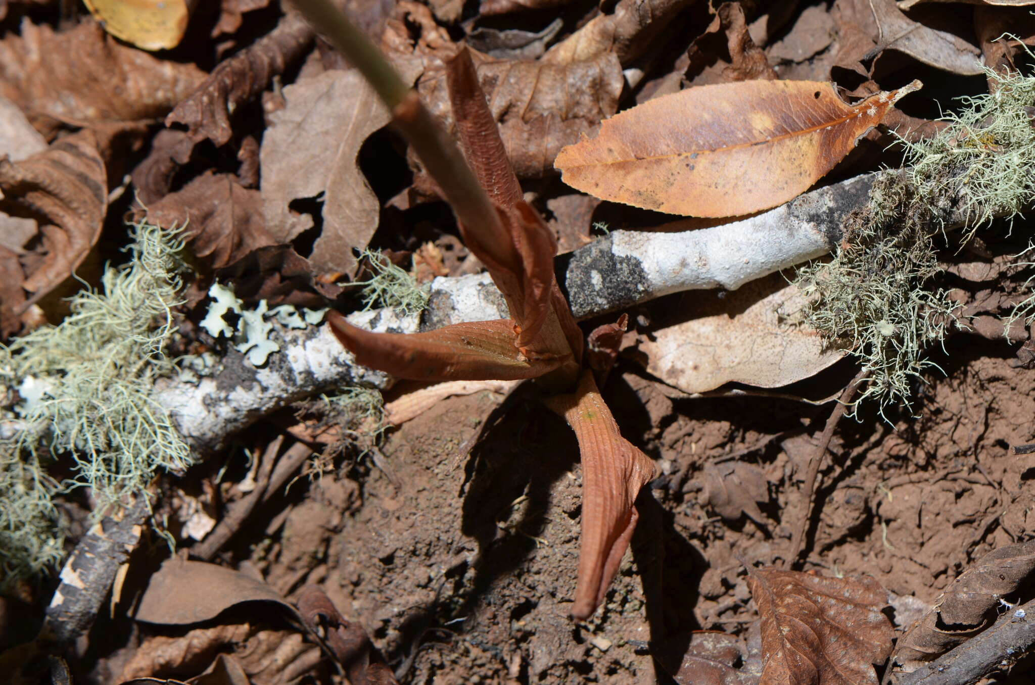 Image of Chloraea gavilu Lindl.