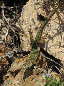 Image of Podarcis pityusensis pityusensis (Boscá 1833)