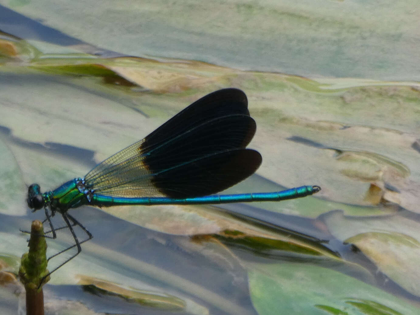 Image of Western Demoiselle