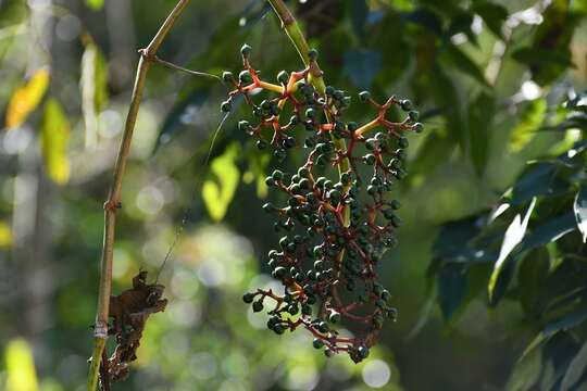 Image of Cissus biformifolia Standl.