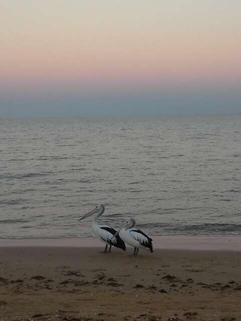 Image of Australian Pelican