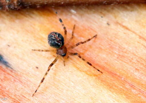 Image de Theridion pinastri L. Koch 1872